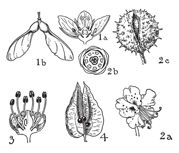 这张图片显示了花的阶段和类型 有芽和花药 复古线条画或雕刻插图 — 图库矢量图片