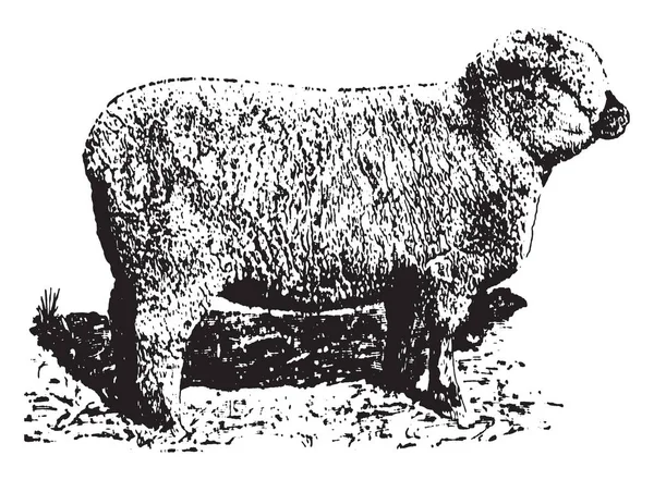 Shropshire Ewe Ovejas Sin Cuernos Caracteriza Por Carne Alta Calidad — Vector de stock