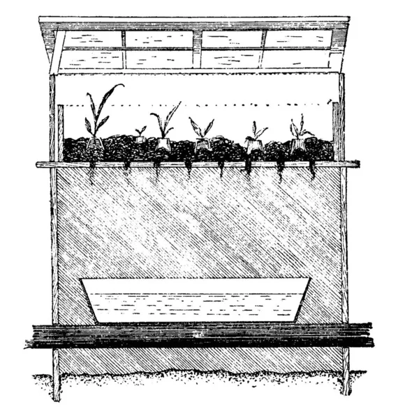Esta Ilustración Representa Marco Propagación Que Utiliza Para Propagar Nepenthes — Archivo Imágenes Vectoriales