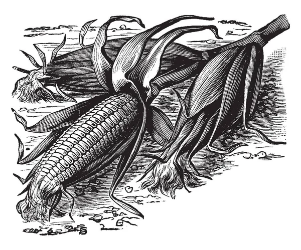 Vintage Stylu Ilustracja Kolby Kukurydzy Liśćmi — Wektor stockowy