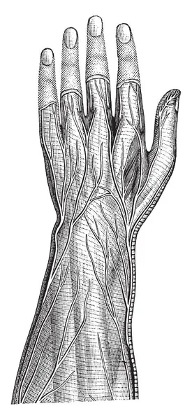 Diese Illustration Stellt Oberflächliche Nerven Des Unterarms Und Der Hand — Stockvektor