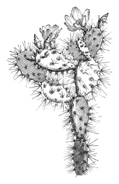 なウチワ サボテンである 開花枝の Optunia 多花種を示す画像 花は黄色 ヴィンテージの線描画や彫刻イラストに咲く — ストックベクタ