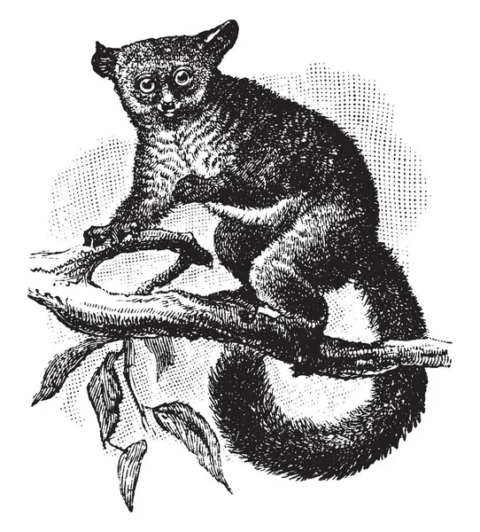 Товстий Хвіст Galago Який Приматів Galagidae Сім Bushbabies Vintage Штриховий — стоковий вектор