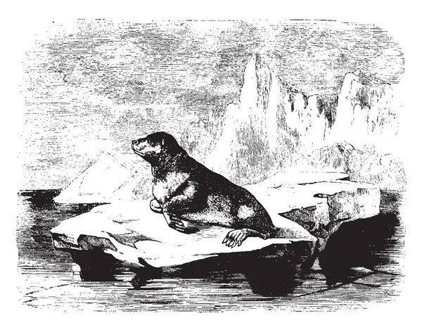 Niedźwiedź Morze Jest Rozmiar Obwód Duży Niedźwiedź Sholder Vintage Rysowania — Wektor stockowy