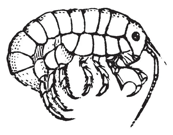 Amphipode Comprennent 7000 Espèces Décrites Petite Dessin Ligne Vintage Illustration — Image vectorielle