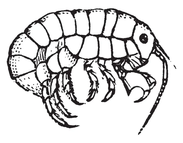 Amphipod Çizim Veya Illüstrasyon Oyma Küçük Vintage Çizgi Üzerinde 7000 — Stok Vektör