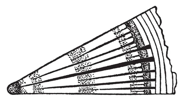 Gibt Zelluläre Strukturen Aus Markstrahlenholz Vintage Linienzeichnung Oder Gravierillustration — Stockvektor