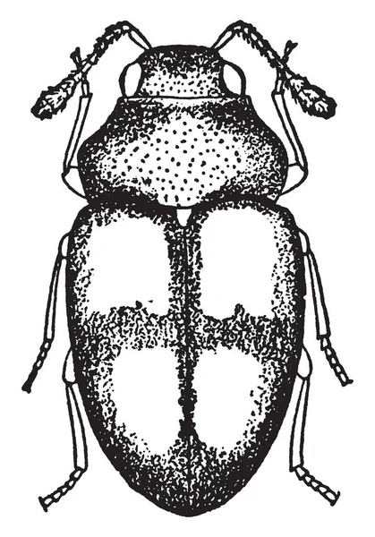 Atomaria Ephippiata Die Een Insect Vintage Lijntekening Gravure Illustratie — Stockvector