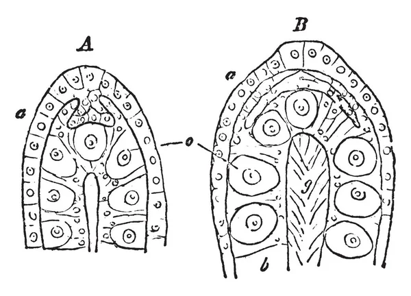 Sporosac Zooide Reproductivo Hidrozoario Forma Simple Gonóforo Dibujo Línea Vintage — Archivo Imágenes Vectoriales