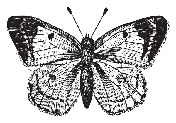 Papillon Colias Hyale Qui Est Papillon Famille Des Pieridae Dessin — Image vectorielle