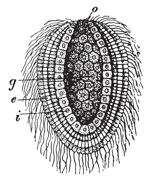 Gastrula Esponja Tiza Una Sección Longitudinal Través Del Eje Dibujo — Archivo Imágenes Vectoriales