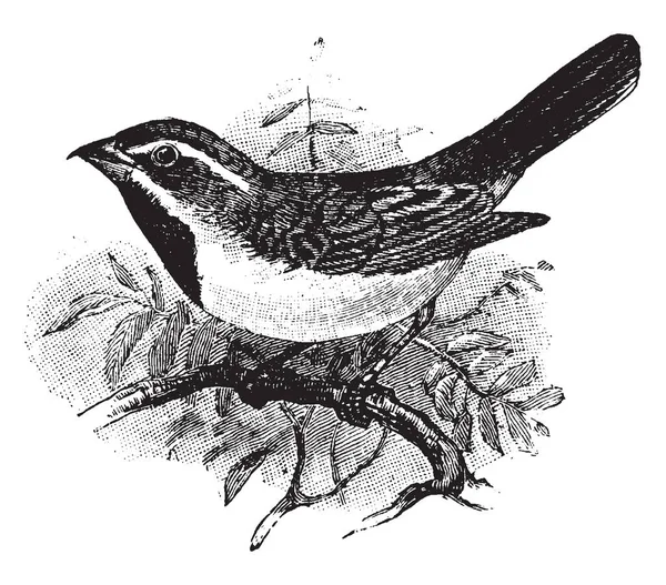 Sage Sparrow Jest Średniej Wielkości Wróbla Znalezione Stanach Zjednoczonych Vintage — Wektor stockowy
