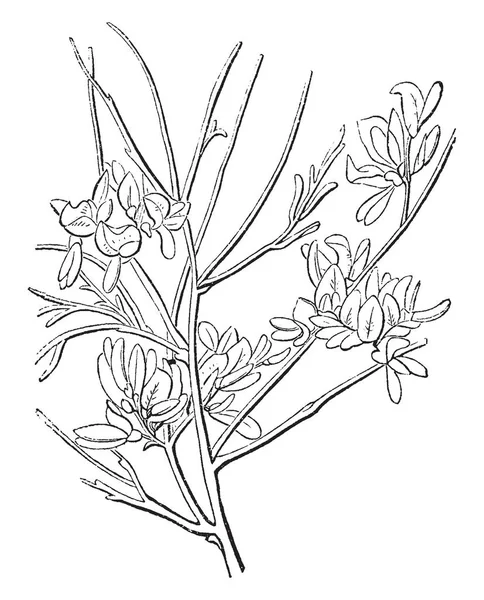 针叶树或瞻博植物是柏树家族柏科的刺柏属 瞻博网络在北半球有50 种物种 从北极 南到热带非洲 复古线条画或雕刻插图 — 图库矢量图片