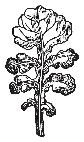 竪琴の葉の裂片のイメージです 各葉に葉の中で最大ビンテージ ライン描画または彫刻の図 — ストックベクタ