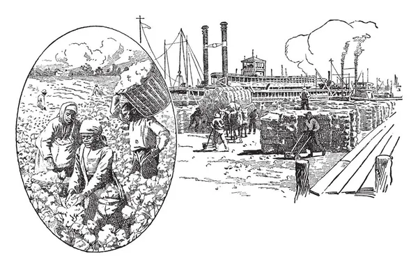 Esta Ilustración Representa Picking Loading Cotton Dibujo Línea Vintage Ilustración — Vector de stock