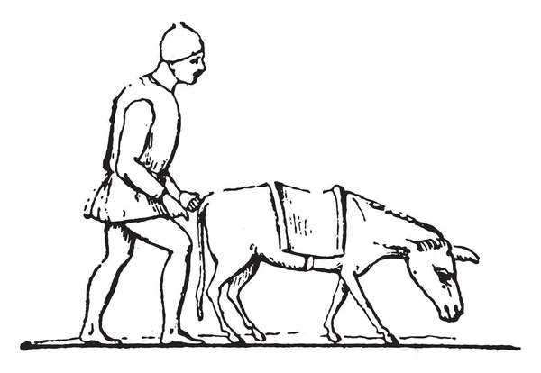 Italian Donkey Driver Vintage Engraved Illustration — Stock Vector