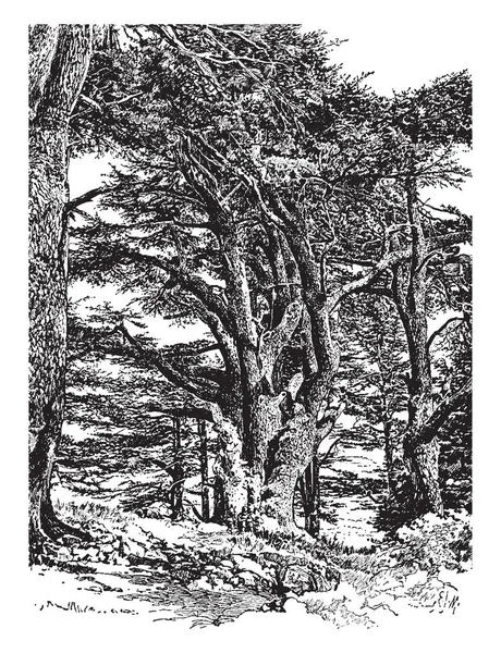 Скопление Больших Деревьев Широкими Корнями Рисунок Винтажной Линии Гравировка — стоковый вектор