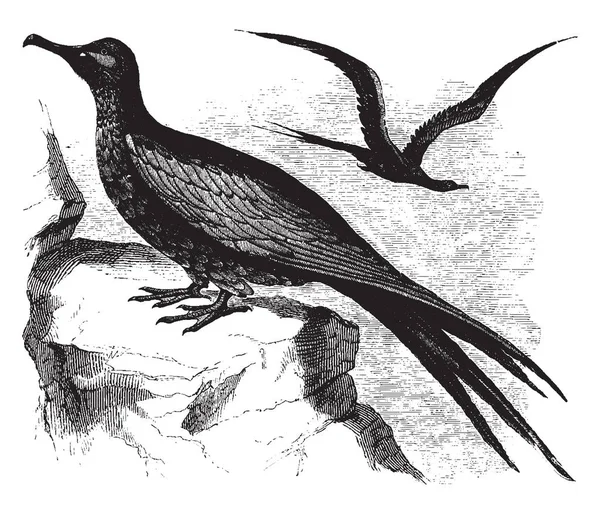 Man War Bird Est Connu Pour Ses Extraordinaires Pouvoirs Vol — Image vectorielle