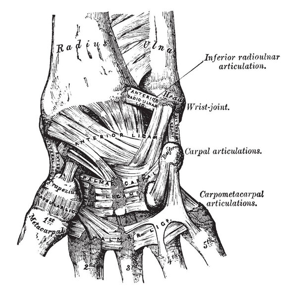 This illustration represents Hand Ligaments, vintage line drawing or engraving illustration.