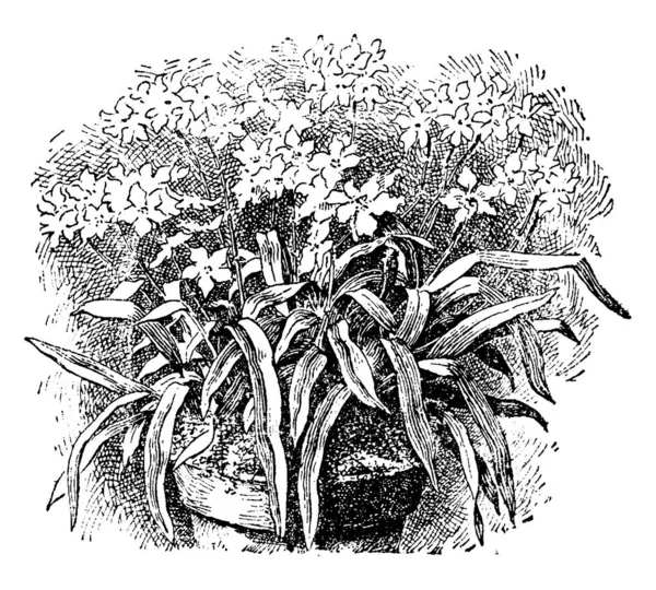 Image Plante Illustration Vectorielle — Image vectorielle