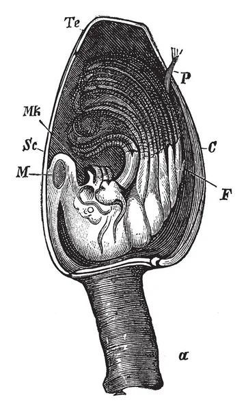 Navire Barnacle Que Navire Moderne Bernache Bernache Après Retrait Valve — Image vectorielle