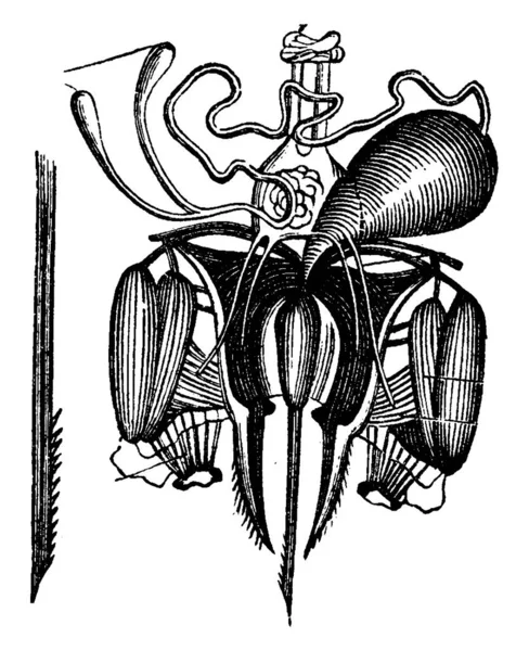 その毒液腺のスティング ヴィンテージには 図が刻まれています Vie Dans 1890 — ストックベクタ