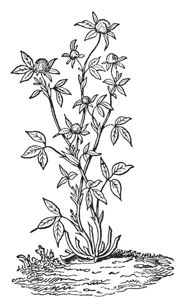 Красный Клевер Растение Видно Этой Раме Цветы Круглые Твердые Широко — стоковый вектор