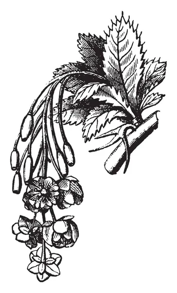 它是一个花卉的植物组成的花簇与分开的花朵由短相等的茎在相同的距离沿中央茎 复古线条画或雕刻插图 — 图库矢量图片