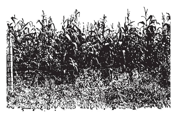 Ezen Ábrán Jelent Nagy Kukorica Termés Vintage Vonalas Rajz Vagy — Stock Vector