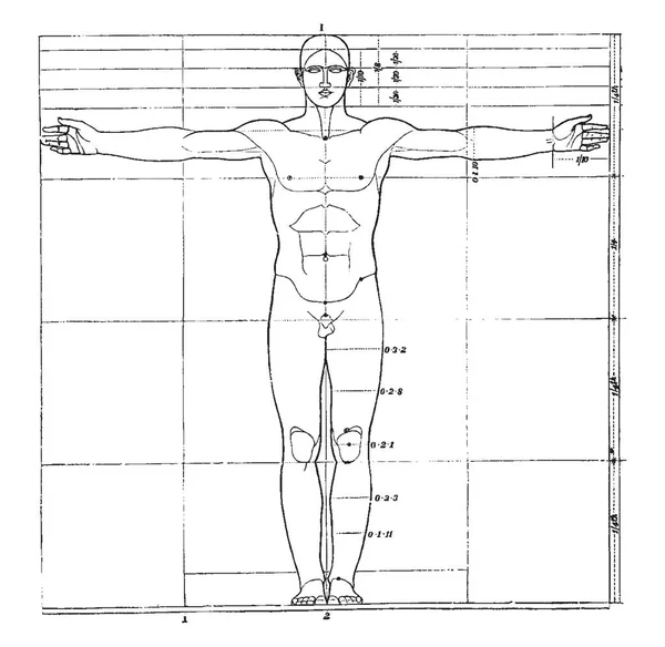 人間の姿 ビンテージの線描画や彫刻イラストの割合 — ストックベクタ