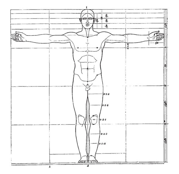 The proportions of the human figure, vintage line drawing or engraving illustration.