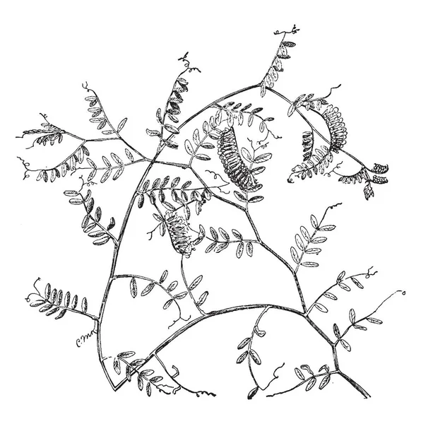 Het Een Gewas Van Voedergewassen Een Plant Die Vorm Van — Stockvector