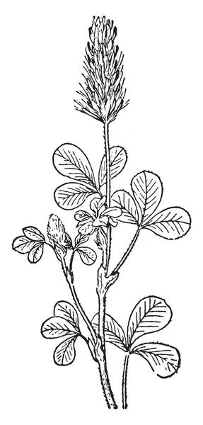 Bíborhere Lóhere Család Fabaceae Faj Más Néven Trifolium Incarnatum Vagy — Stock Vector
