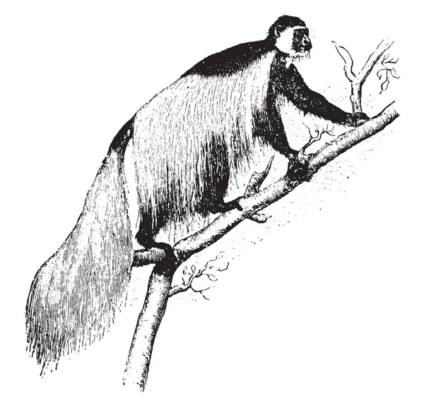 Les Singes Colobus Trouvent Kenya Ceux Qui Habitent Les Forêts — Image vectorielle