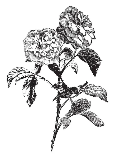 Görüntü Içeren Bir Kök Iki Çiçeklerle Jules Margottin Vintage Çizgi — Stok Vektör