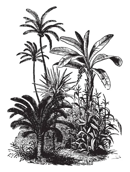 Vegetation Assemblage Plant Species Ground Cover Provide Vintage Line Drawing — Stock Vector
