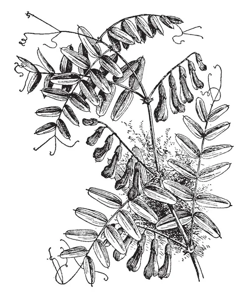 画像は ソラマメ アメリカーナ工場を示しています 根と根茎から育つ登山多年生広葉です 葉それぞれの長方形のリーフレットから成っていて登山 ビンテージ ライン図面やイラストを彫刻の蔓 — ストックベクタ