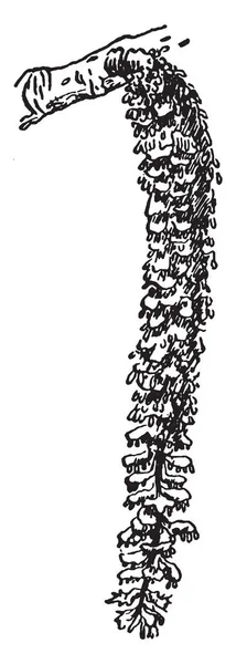 Изображение Кошки Пушистыми Цветами Рисунок Винтажной Линии Гравировка — стоковый вектор