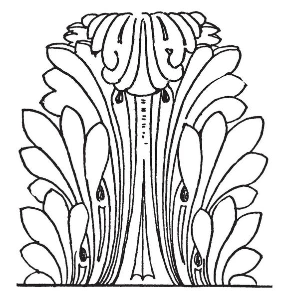 Hojas Acanto Acanto Romano Constituye Tipo Una Forma Particular Hoja — Archivo Imágenes Vectoriales