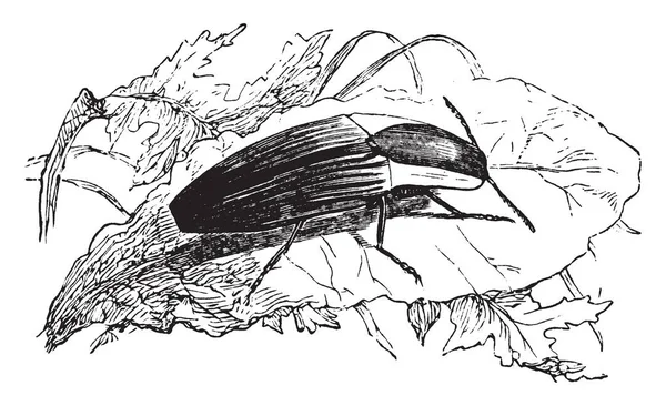 Haga Clic Escarabajo Que Insecto Familia Elateridae Dibujo Línea Vintage — Archivo Imágenes Vectoriales