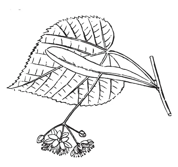 一幅画在显示花朵 这是美国的椴树花 叶子是心形的 花是小的 有两层 复古线条画或雕刻插图 — 图库矢量图片