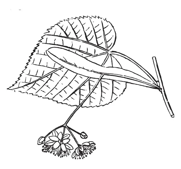 Картинке Цветок Американская Линден Цвету Листья Форме Сердца Цветок Маленький — стоковый вектор