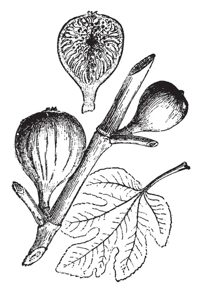Een Afbeelding Vertoont Adriatische Fig Dit Een Plant Uit Familie — Stockvector
