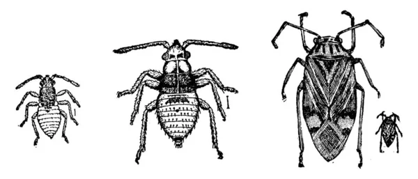 Listy Bug Rostlin Bug Velkou Rozmanitou Hmyzí Rodiny Vintage Kreslení — Stockový vektor