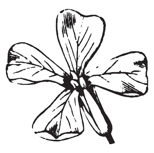 Tienen Flor Diminuta Tienen Cinco Pétalos Flor Produce Muchos Vaina — Archivo Imágenes Vectoriales