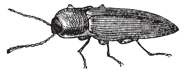 点击甲虫是甲虫的特点是点击机制 他们拥有 复古线画或雕刻插图 — 图库矢量图片