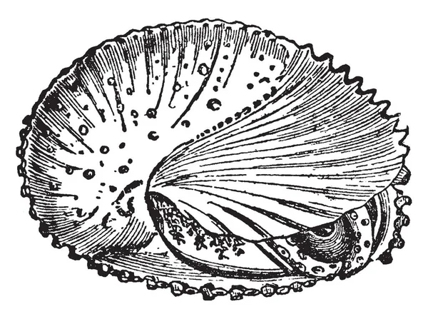 Mollusca Cualquier Miembro Del Filo Grande Mollusca Animales Invertebrados Dibujo — Archivo Imágenes Vectoriales