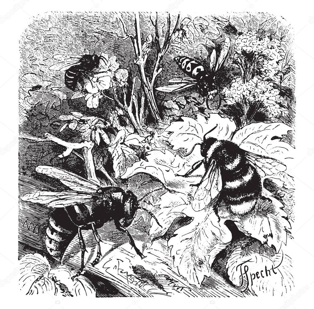 Bee, vespa crabro, wasp, drone, vintage engraved illustration. La Vie dans la nature, 1890