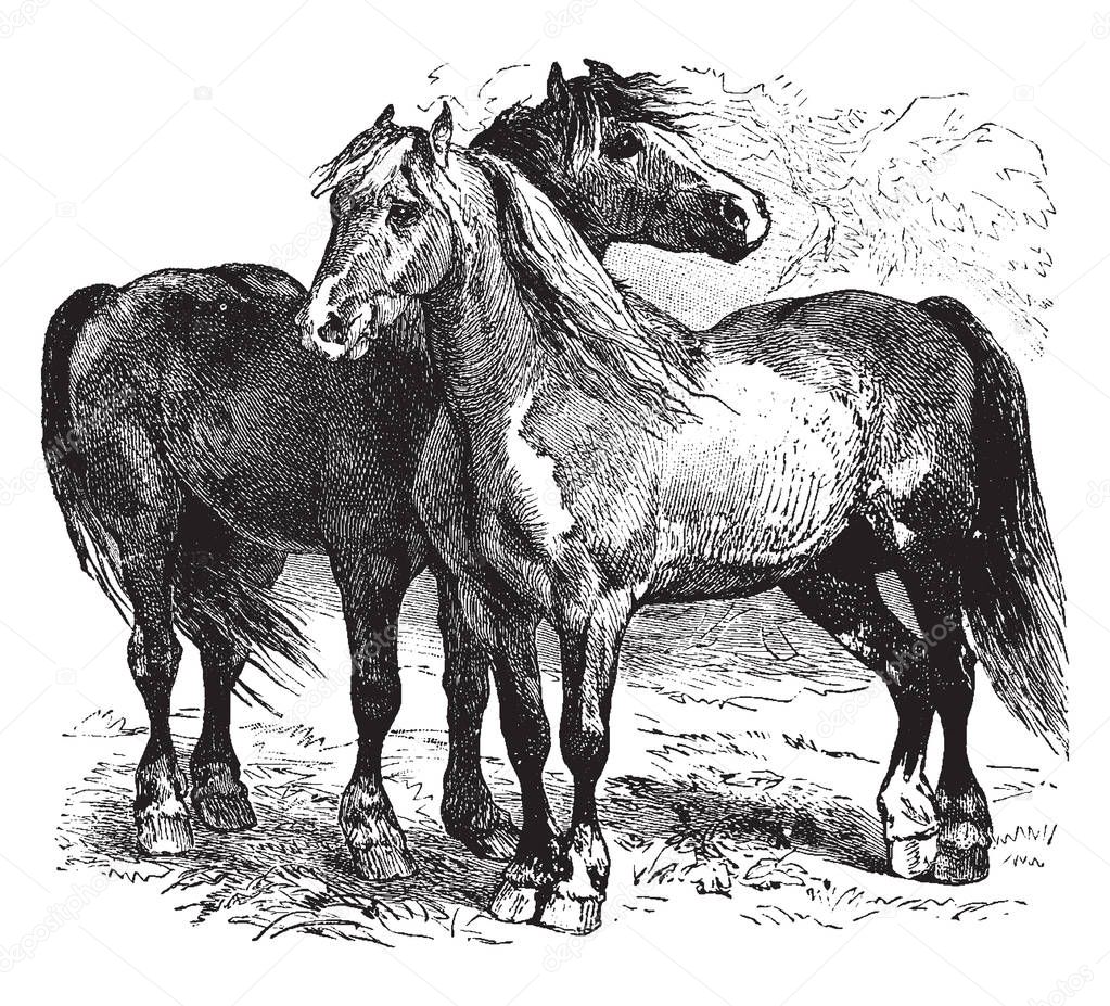 Horse is one of two extant subspecies of Equus ferus, vintage line drawing or engraving illustration.