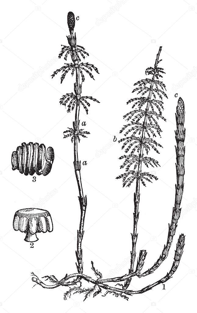 This is Wood Horsetail and their parts are shown. Fig a shows Equisetum sylvaticum and sheath crowned with teeth, fig b shows branches, fig c shows fruiting spikes. 2 shows Clypeola, bearing sporangia, vintage line drawing or engraving illustration.